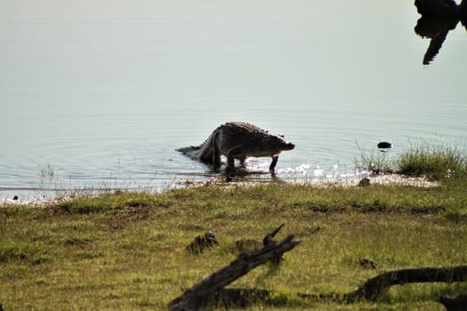 A crocodile coming out of the water