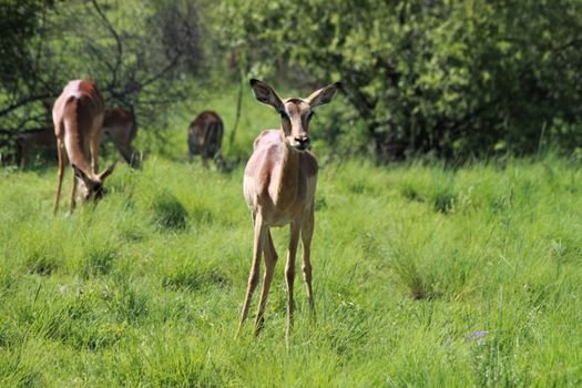 impala in the african bush in front of trees and thoen bushes