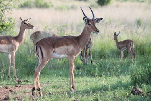 impala in the african bush in front of trees and thoen bushes