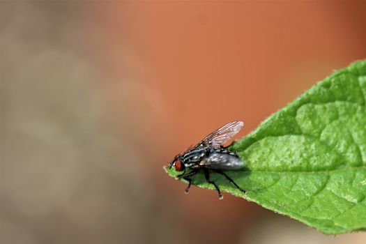 Close up of a fly on the green leafof a potato plant