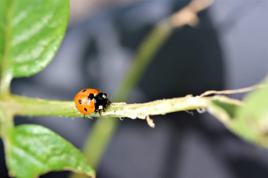 A ladybug as a close-up on a green plant