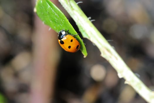 A ladybug as a close-up on a green plant