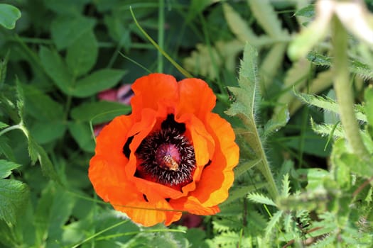 A poppy flower against a green background