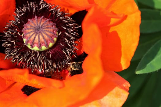 A close up of a red poppy flower blossom with a bumblebee inside