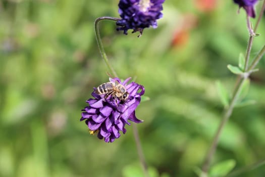 Purple aquilegia vulgaris with a hoverfly