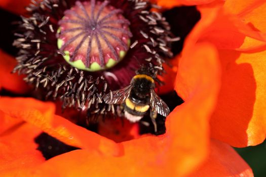 A close up of a red poppy flower blossom with a bumblebee inside