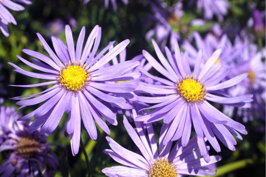 Aster x frikartii 'Monch'  a common cultivated herbaceous perennial hardy garden flower plant also known as  Michaelmas Daisy due to its late flowering period stock photo
