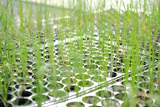 shallot sprout seedling plant growing in nursery greenhouse in farm