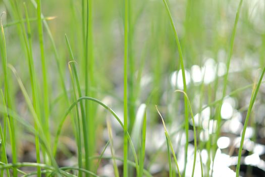 shallot sprout seedling plant growing in nursery greenhouse in farm