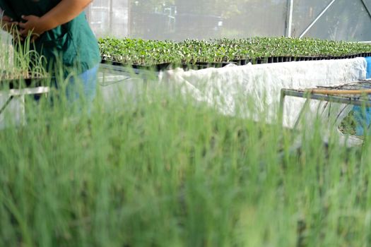 watermelon sprout seedling plant growing in nursery greenhouse in farm