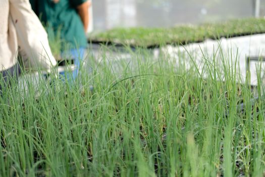 shallot sprout seedling plant growing in nursery greenhouse in farm
