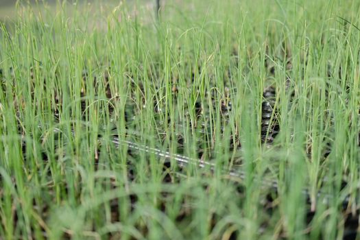 shallot sprout seedling plant growing in nursery greenhouse in farm