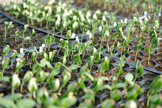watermelon sprout seedling plant growing in nursery greenhouse in farm