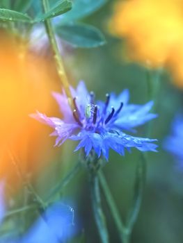 Macro of a blue corn flower with water drops