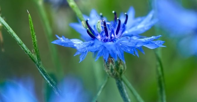 Macro of a blue corn flower with water drops