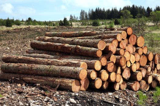 Forest pine trees log trunks felled by the logging timber industry which may have an environment conservation impact stock photo