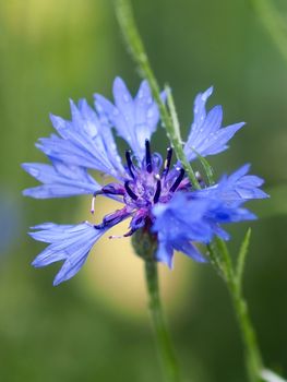 Macro of a blue corn flower with water drops