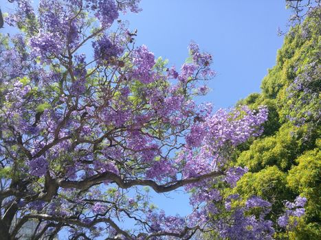 A Jacaranda tree in bloom besides a green tree