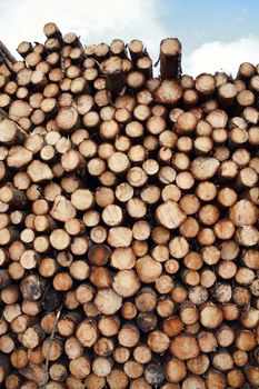 Forest pine trees log trunks felled by the logging timber industry which may have an environment conservation impact stock photo