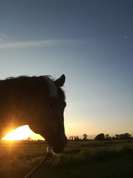 A head of horse on a green meadow in front of a sunset and a blue sky