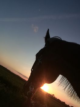 A head of horse on a green meadow in front of a sunset and a blue sky