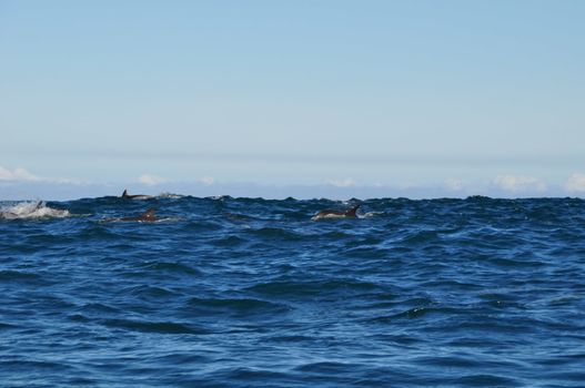 A school of dolphins near hermanus in the indian ocean