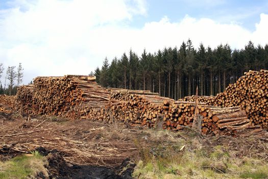 Forest pine trees log trunks felled by the logging timber industry which may have an environment conservation impact stock photo