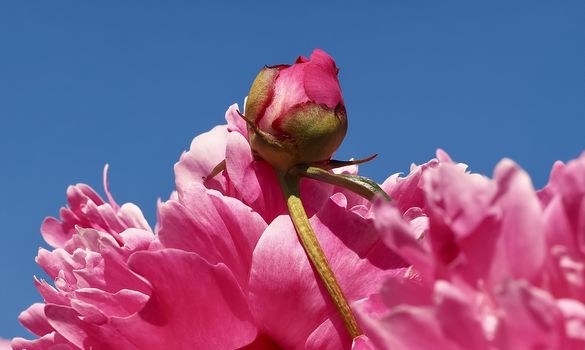 Macro of a pink peony flower