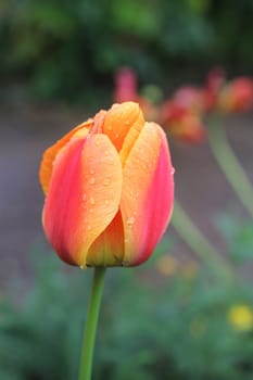 A close up of a red yellow tulip