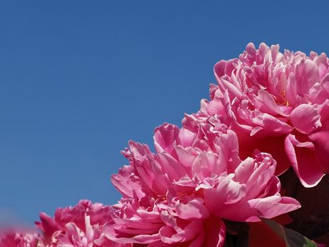 Macro of a pink peony flower