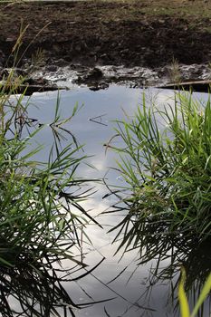 a water hole with green gras on the side hanging into the water