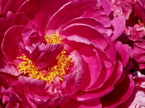 Macro of a pink peony flower