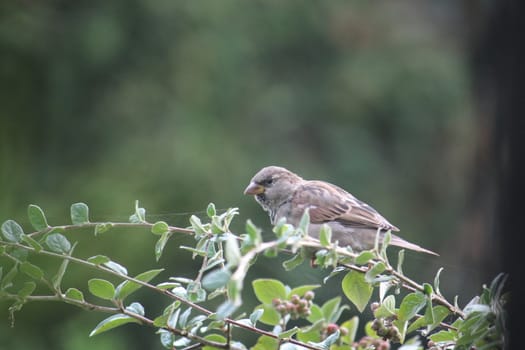 close-up of a Sparrow on a green branch with green background