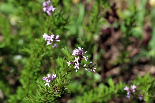 A blooming branch of rosemary with green background