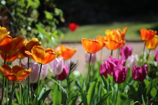 Orange and purple tulips are glowing in the sun