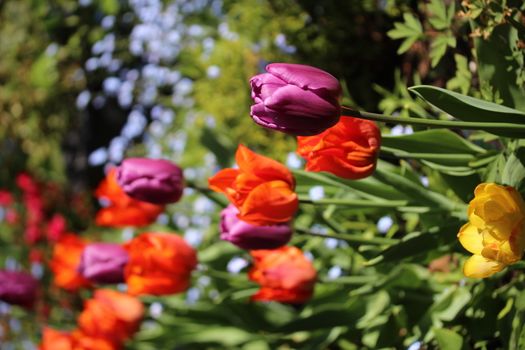 Some coloured tulips in a flower bed