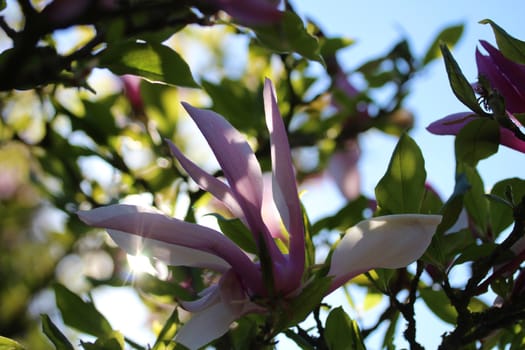 A colouful magnolia blossom against the light