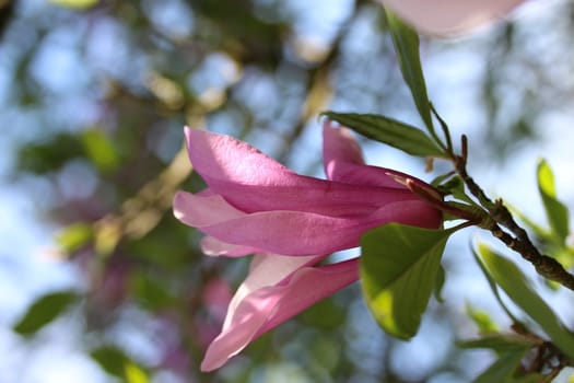 A close up of a magnolia blossom ,sunny day