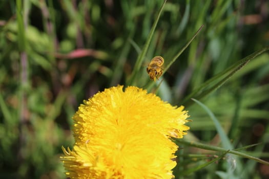 Bee approaching a dandelion flower on a meadow