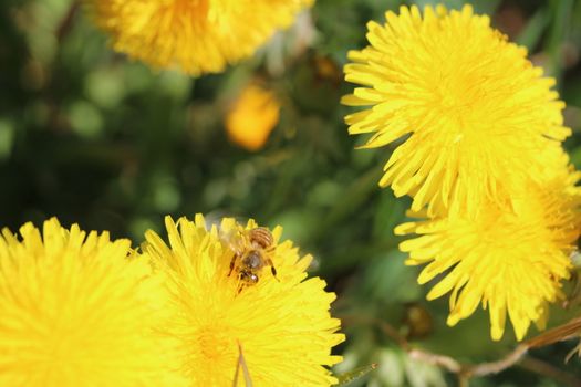 bee collecting pollen on a yellow dandelion flower