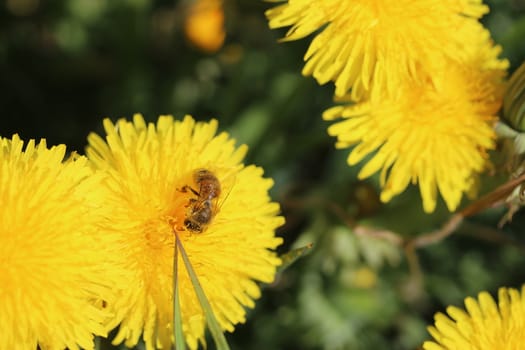bee collecting pollen on a yellow dandelion flower