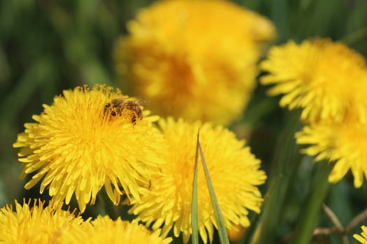 bee collecting pollen on a yellow dandelion flower