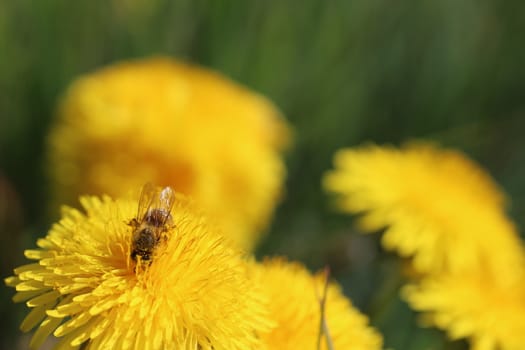 bee collecting pollen on a yellow dandelion flower