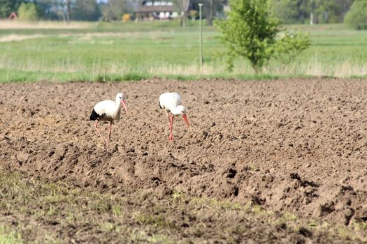 Two white storcks on a plowed brown field