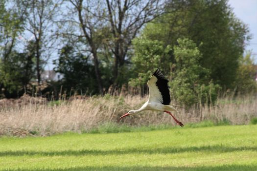 A white storck in flight on a mown grenn pasture