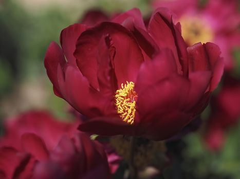 Macro of a red peony flower