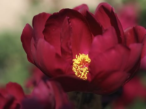 Macro of a red peony flower