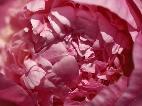 Macro of a pink peony flower