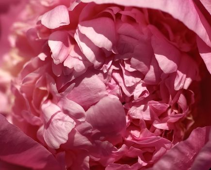 Macro of a pink peony flower