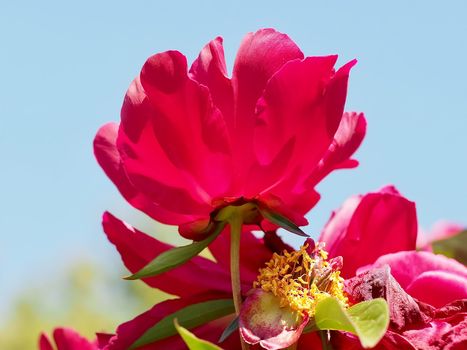 Macro of a pink peony flower